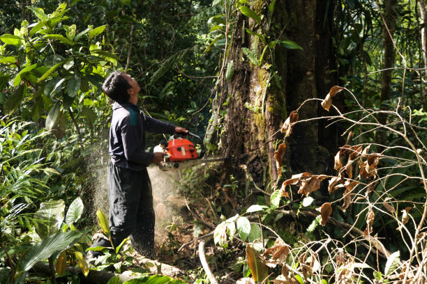 Best Tree Removal for Businesses  in Canyon Creek, WA